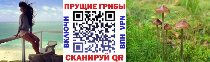 закладки  Кремёнки  Псилоцибиновые грибы Psilocybine cubensis 